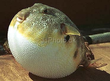 Checkered puffer